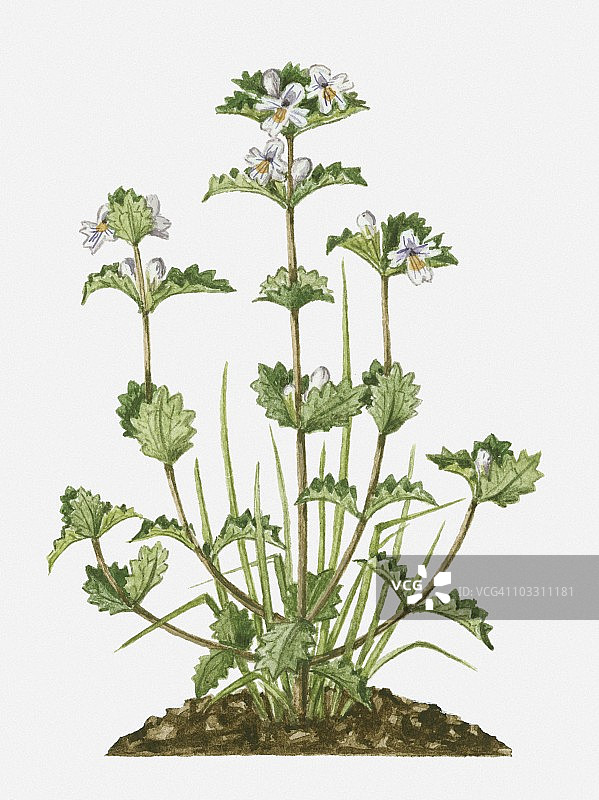 高茎小白花小米草图片素材