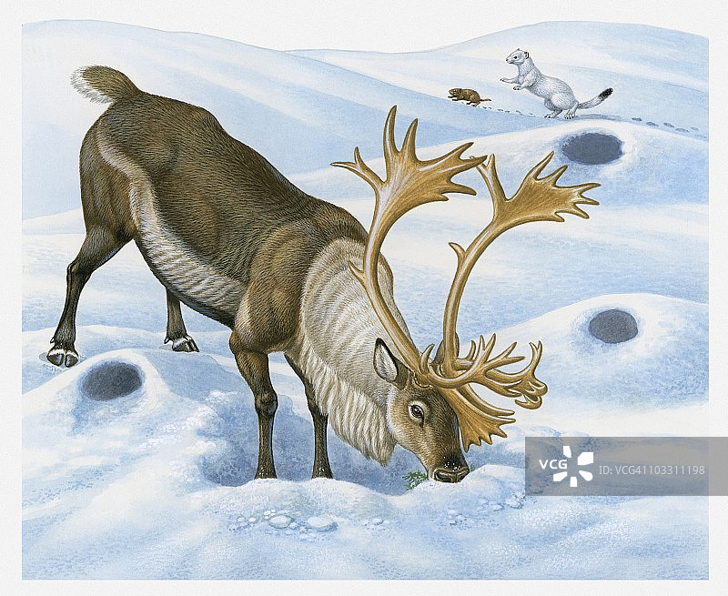 在雪地里寻找食物的北美驯鹿插画，背景是追逐棕色旅鼠的貂图片素材
