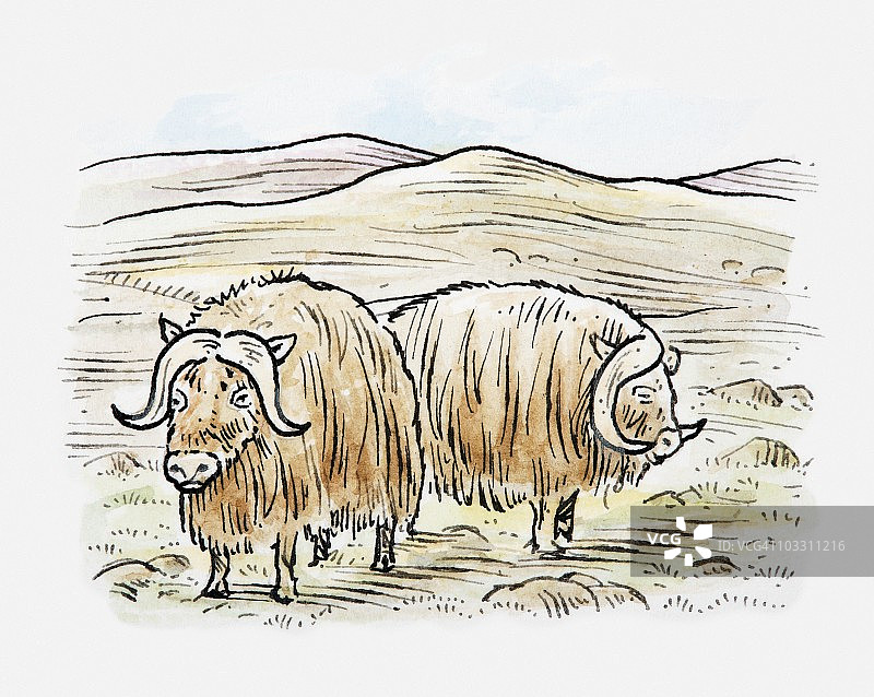 苔原景观上的两只麝牛（Ovibos moschatus）插画图片素材