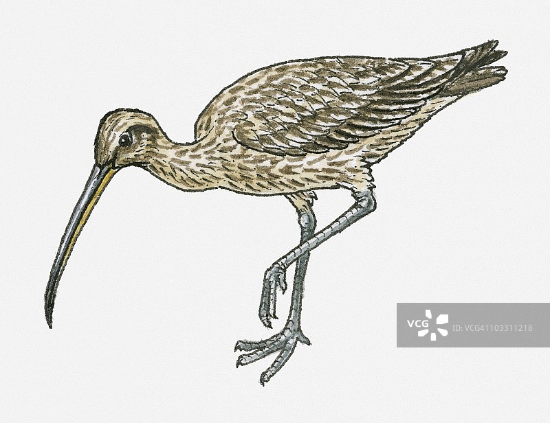 美洲杓鹬插画图片素材