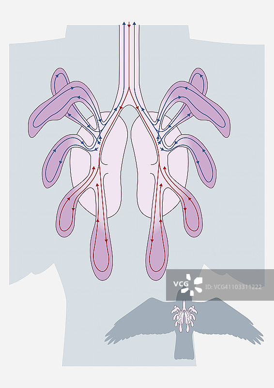 鸟类呼吸系统数字插画图片素材