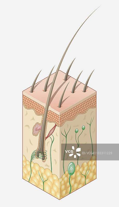 人体皮肤结构数字插画图片素材