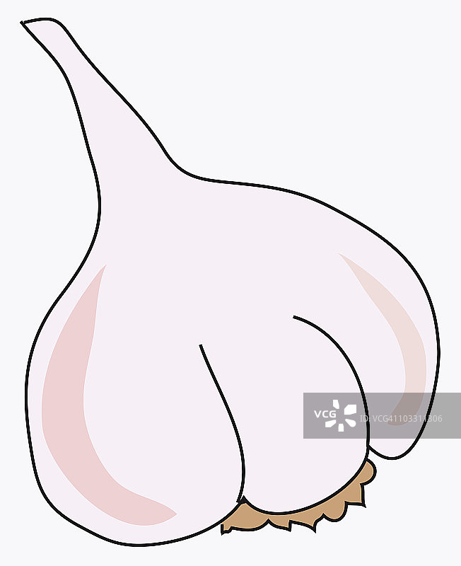 大蒜鳞茎数字插画图片素材