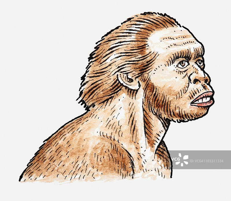 能人头部和肩部插图图片素材