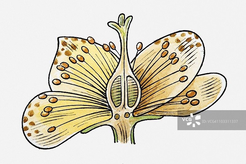 花的生殖结构插画图片素材