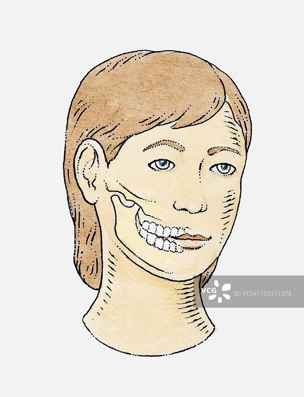 女性牙齿和下巴的剖视图图片素材