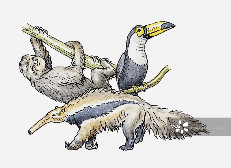 树懒、巨嘴鸟和巨食蚁兽插画图片素材