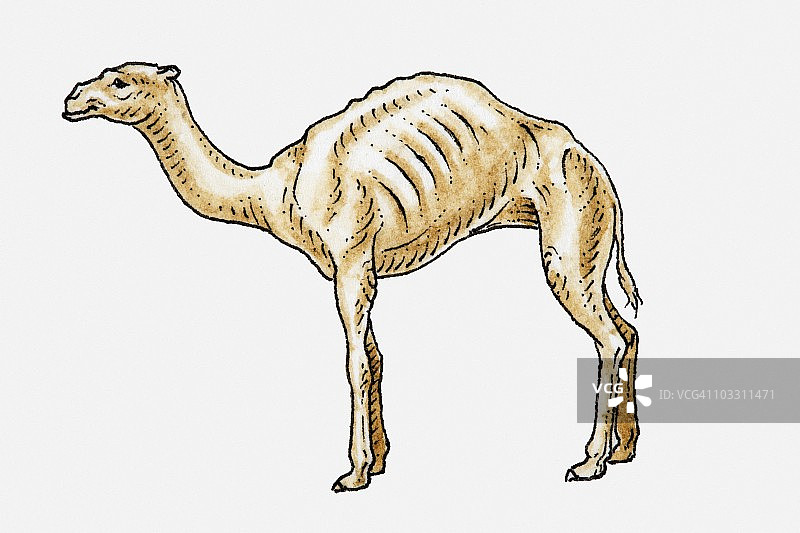 一匹年老体衰的单峰骆驼插画图片素材