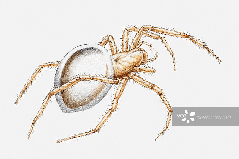 水蜘蛛（Argyroneta aquatica）插图图片素材