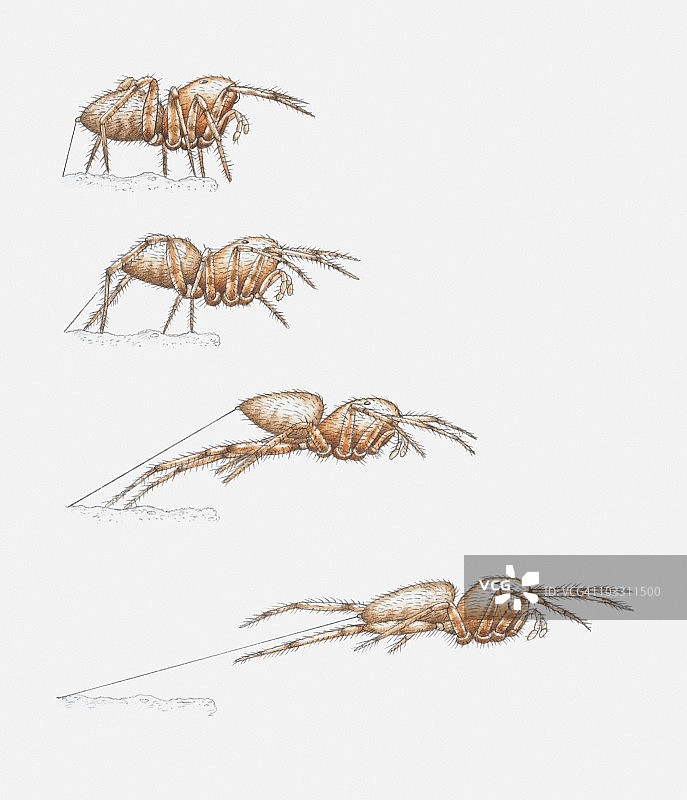 跳蛛（蝇虎）跳跃并用丝线固定在地面上的多重图像插画图片素材