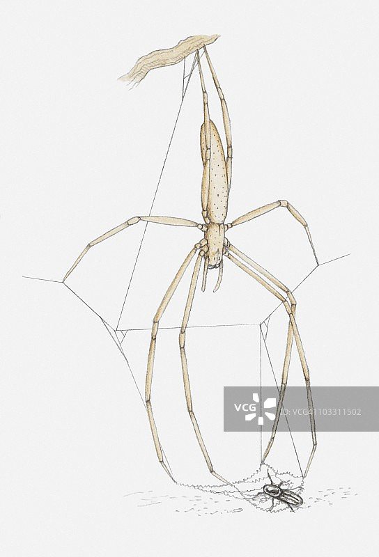 结网蜘蛛（Deinopis sp.）倒挂在树枝上捕食昆虫插画图片素材