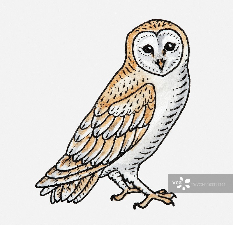仓鸮插画图片素材