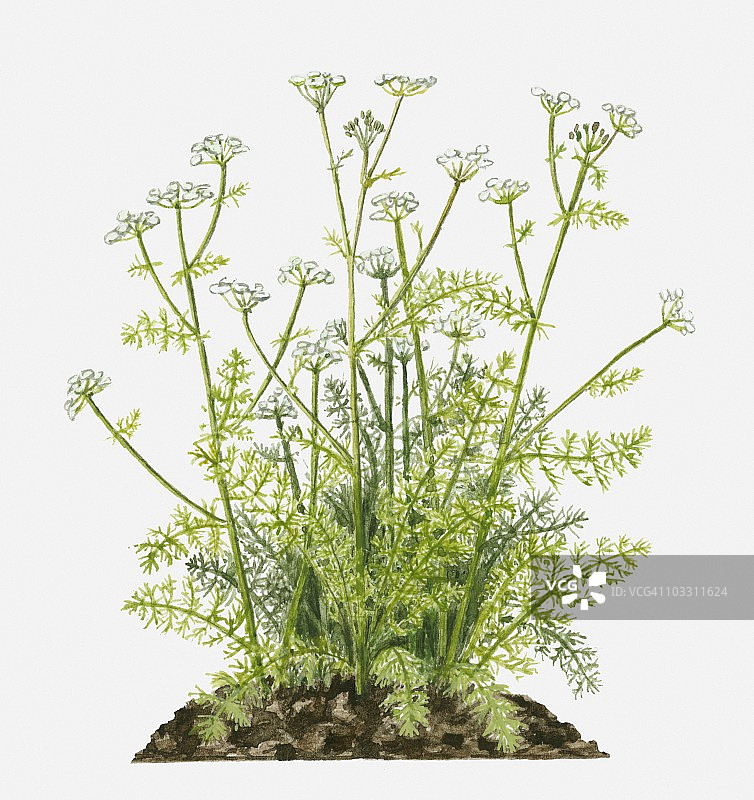 香芹子：白色小花和羽毛状绿叶位于高高的茎上图片素材
