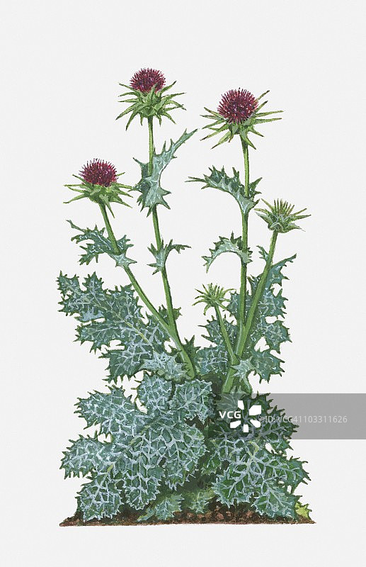 水飞蓟：紫色花朵与带刺的绿白叶片图片素材