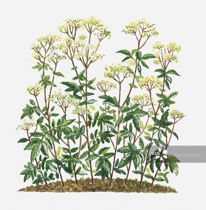 绣线菊图片素材