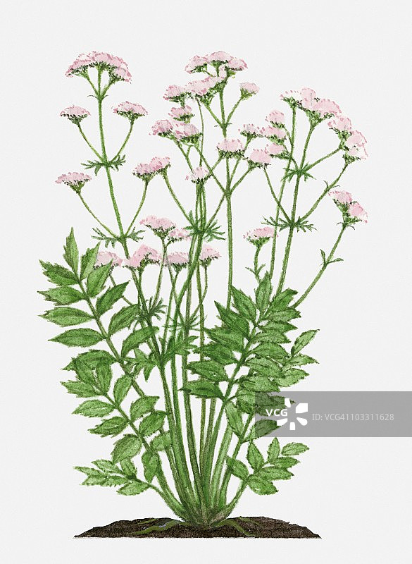 粉色花朵和绿色叶子的缬草图片素材