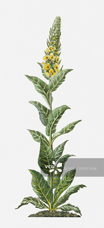 具有黄色花朵和绿色叶子的毛蕊花图片素材