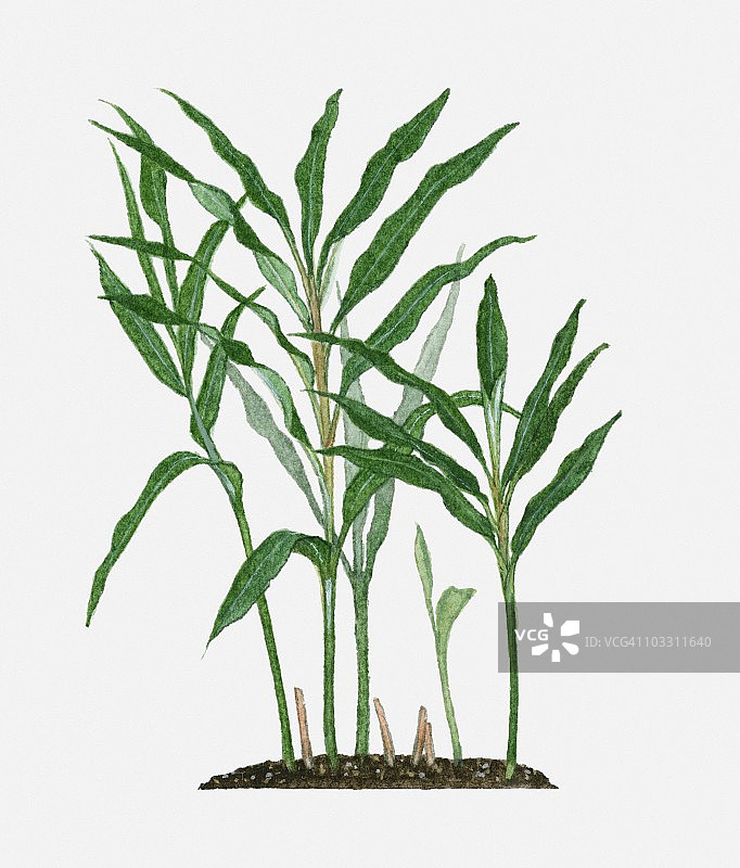 姜的细长绿叶图片素材