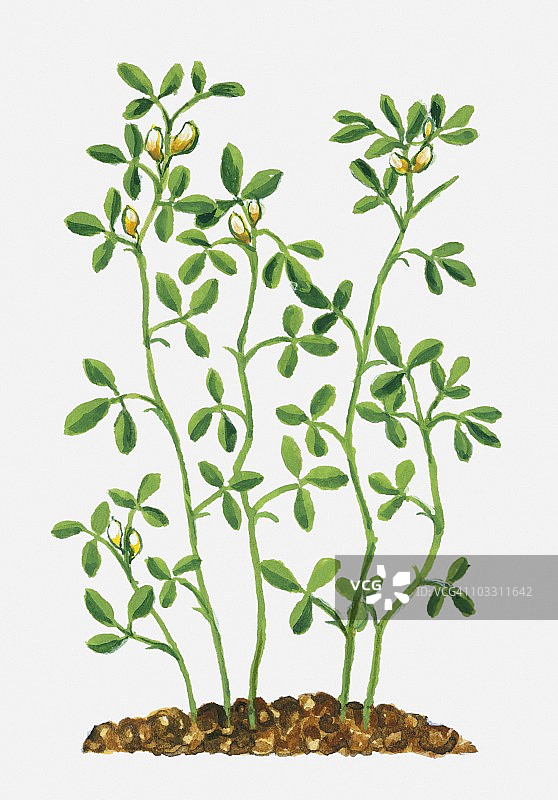 胡芦巴图片素材