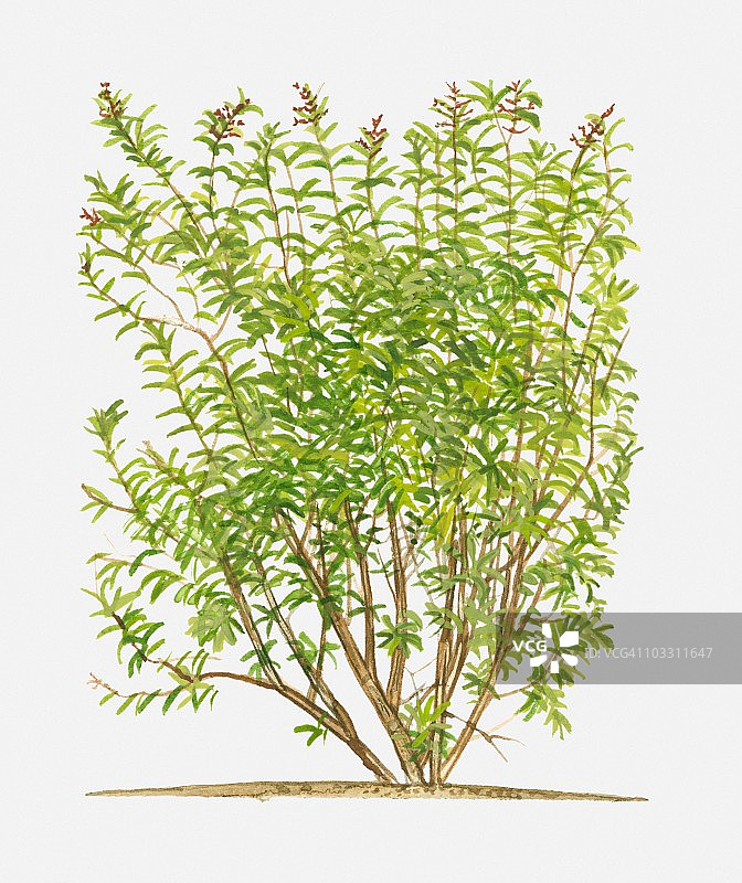 开花灌木：柠檬马鞭草图片素材