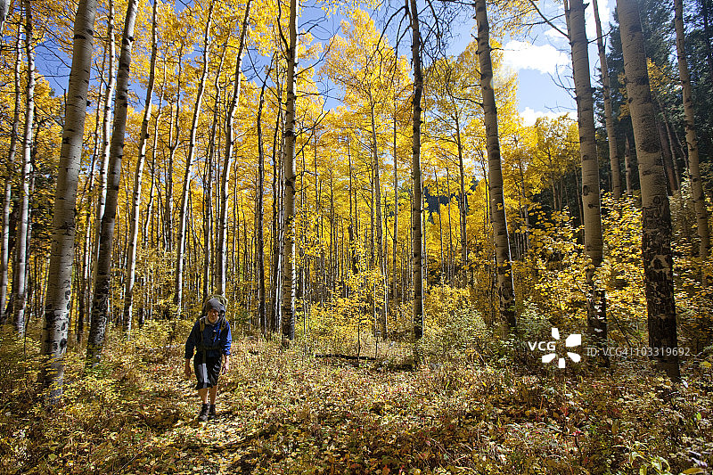 一名男子在科罗拉多州阳光明媚的秋日里穿过发光的白杨树林图片素材