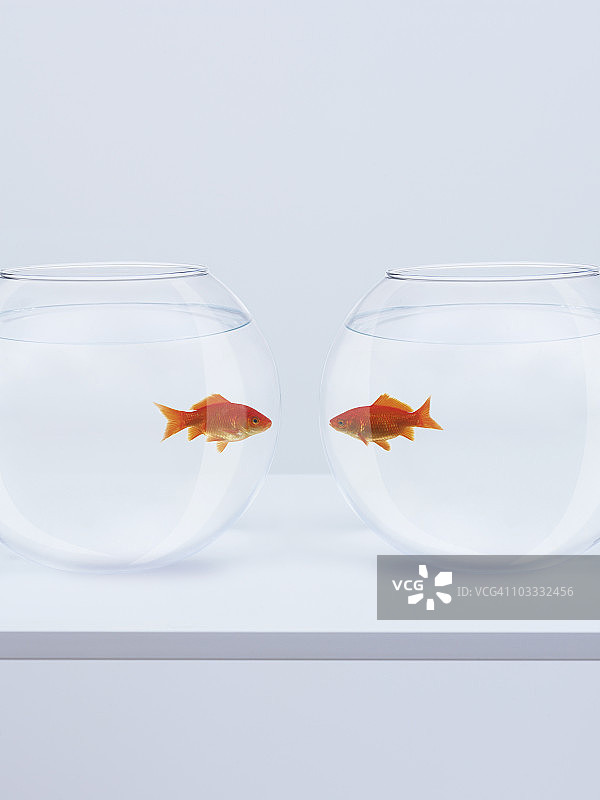 独立鱼缸里面对面的金鱼图片素材