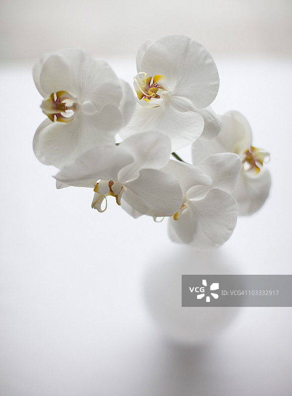 花瓶中白色兰花特写图片素材