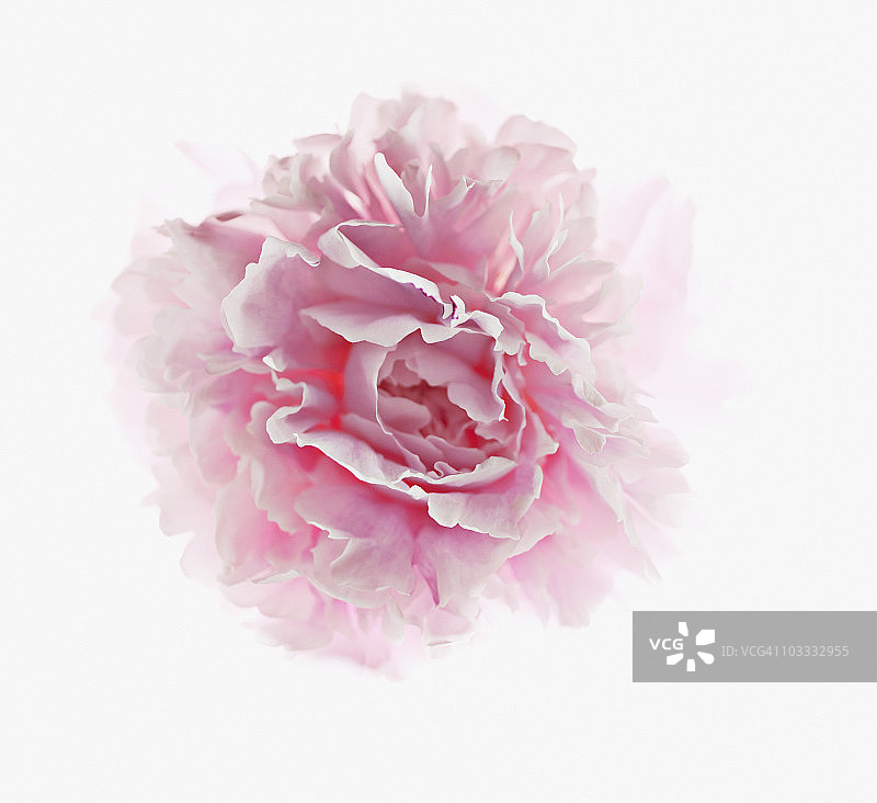 粉色牡丹特写图片素材