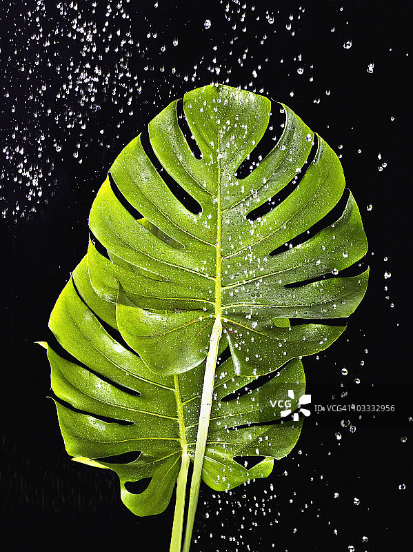 水落在绿色的棕榈叶上图片素材