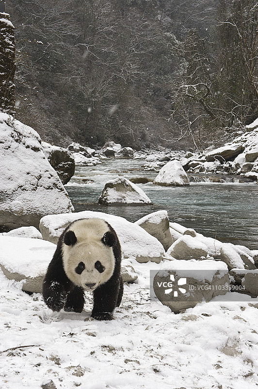 雪地河流中行走的大熊猫图片素材
