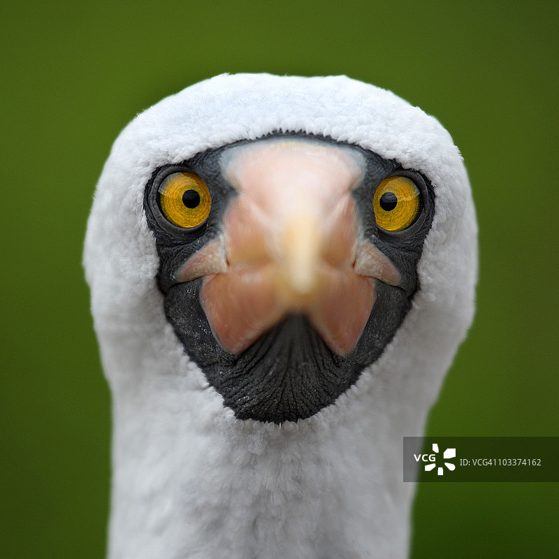 纳斯卡凝视图片素材
