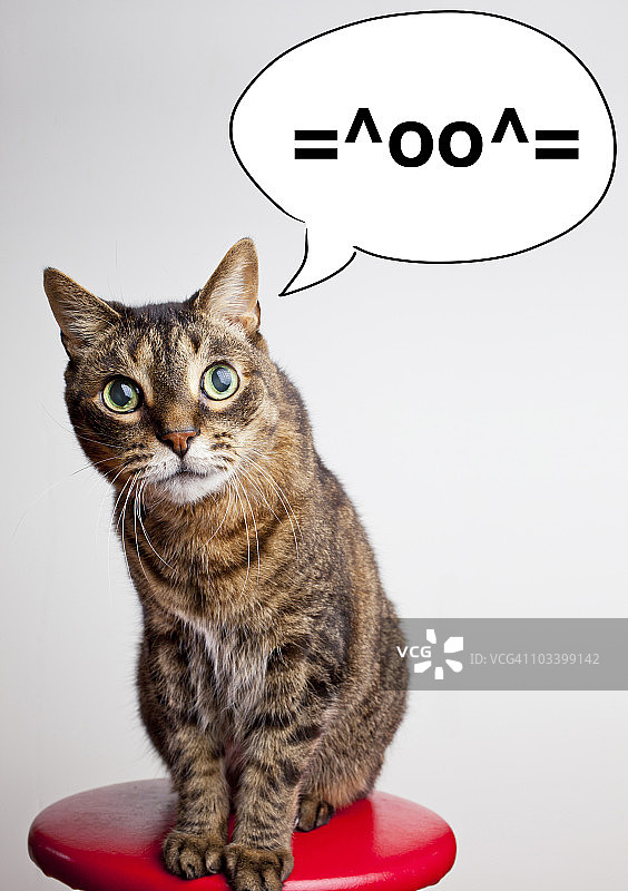 说“猫”符号的猫图片素材