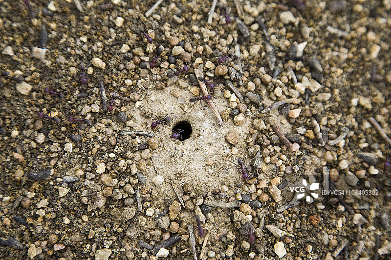 蚂蚁巢穴周围的细节图片素材