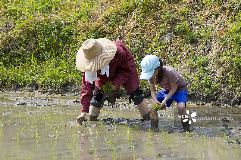 水稻种植课程图片素材