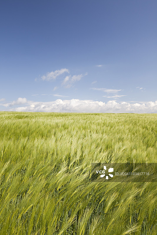 风中的麦田图片素材