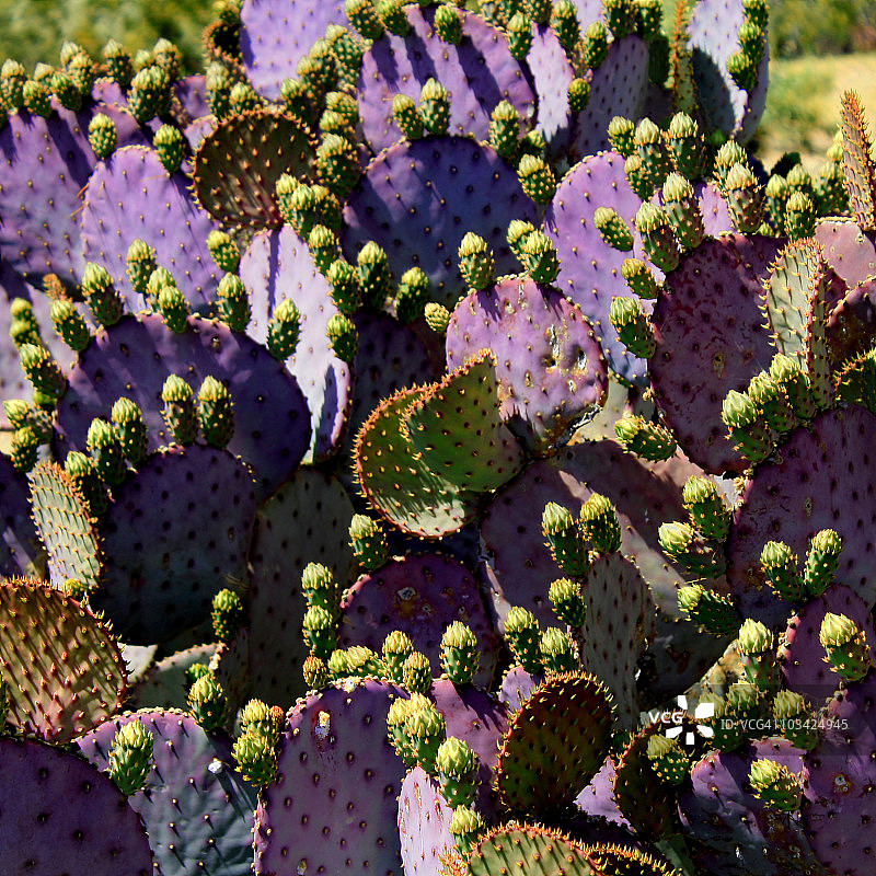 紫色仙人掌图片素材