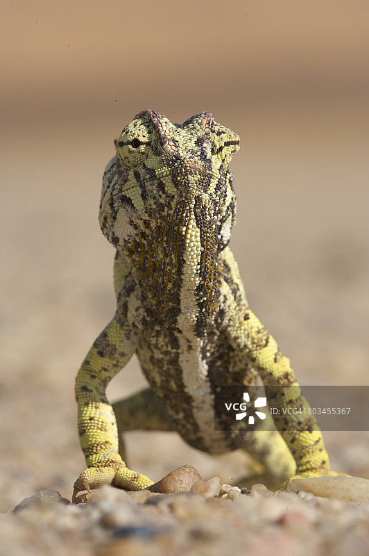 纳米比亚纳米布沙漠中的变色龙图片素材