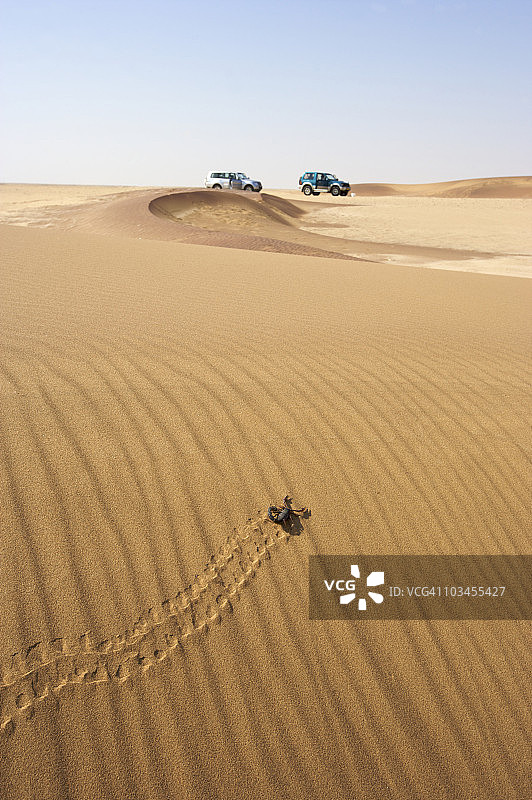 行走在纳米比亚沙漠中的粗尾蝎图片素材