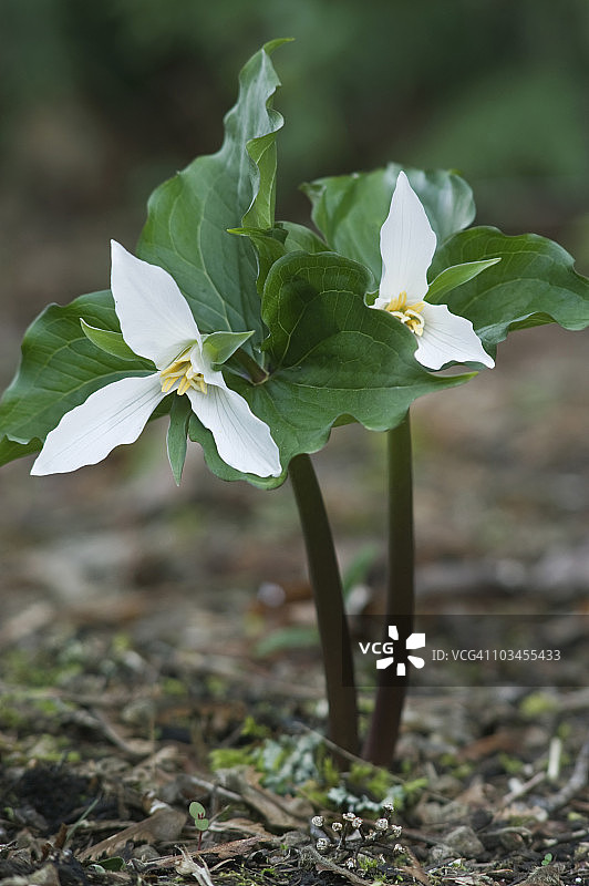 延龄草，美国华盛顿州图片素材