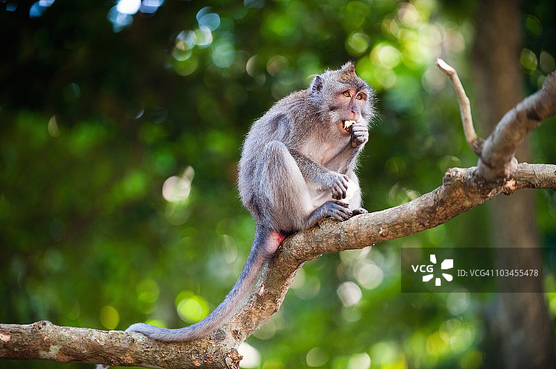 长尾猕猴，坐在印度尼西亚巴厘岛乌布猴林树枝上图片素材