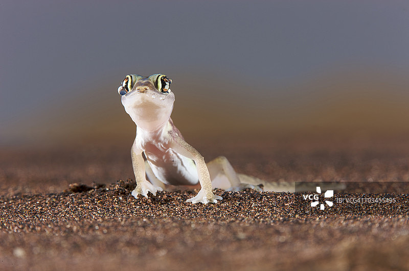 纳米比亚纳米布沙漠的蹼足壁虎（Palmatogecko）图片素材