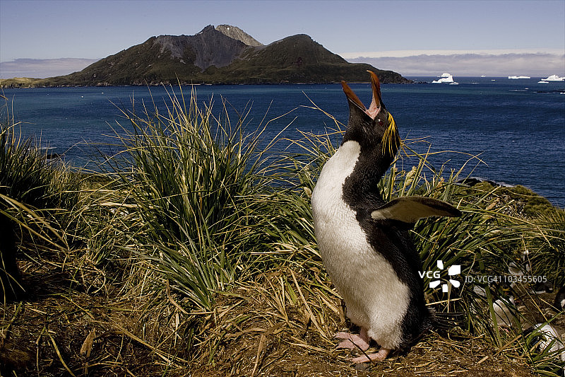 南乔治亚岛库珀湾的通心面企鹅（凤头黄眉企鹅）侧面图片素材