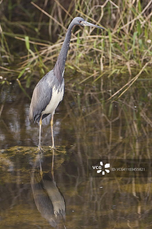 三色鹭（Egretta tricolor），美国佛罗里达州大沼泽地国家公园图片素材