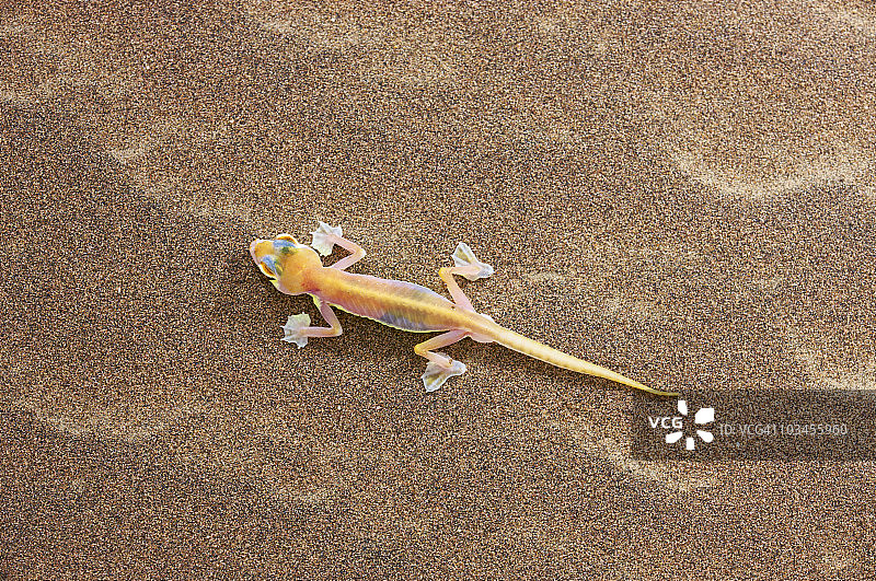 纳米比亚沙漠的蹼趾壁虎图片素材