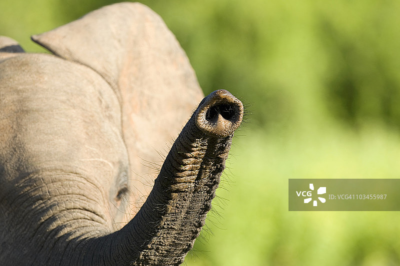 津巴布韦卡里巴湖马图萨多纳国家公园犀牛狩猎营地图片素材