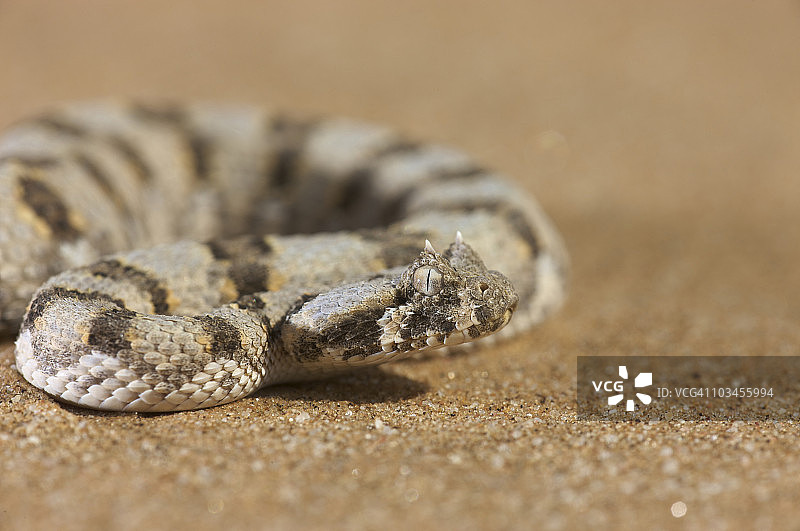 纳米比亚沙漠中的角蝰图片素材