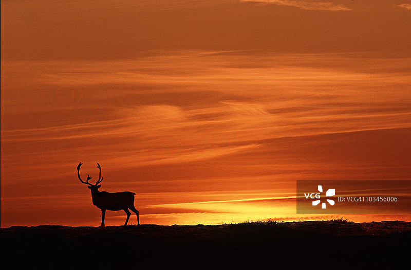加拿大魁北克林地驯鹿图片素材