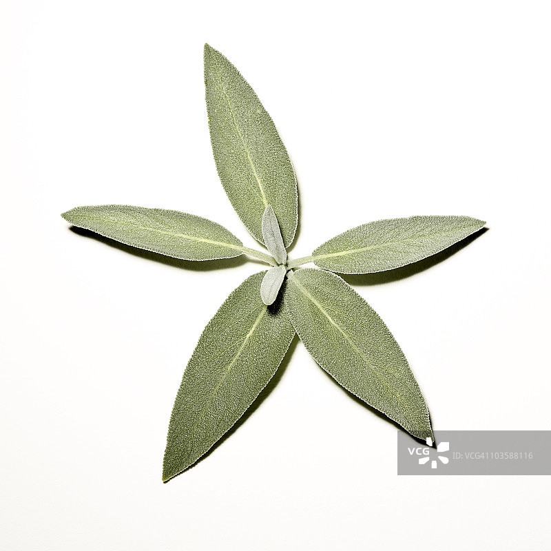 鼠尾草叶图片素材