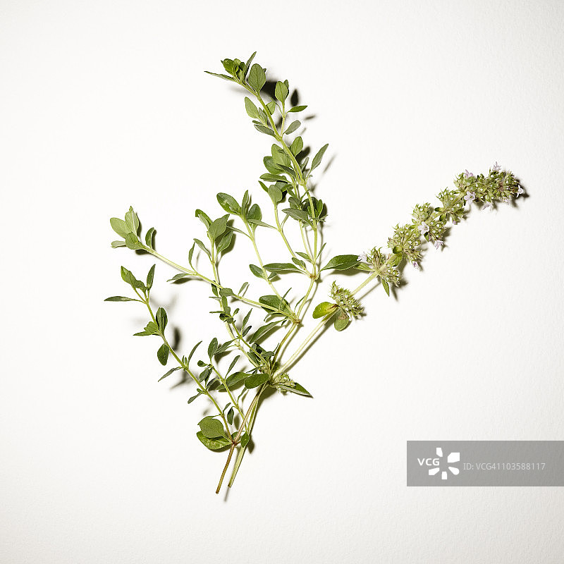 百里香嫩枝图片素材