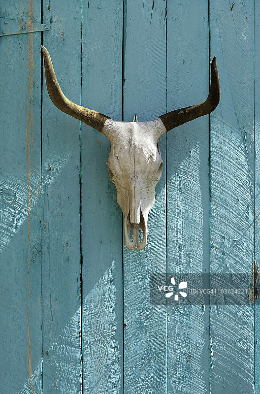 陶斯牧场的奶牛头骨，新墨西哥州图片素材